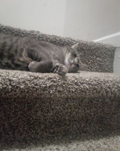 Cute idk named oreo