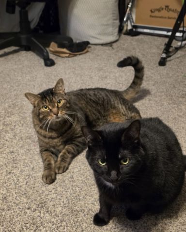 Cute cat named Happy, Rick, and Unity together