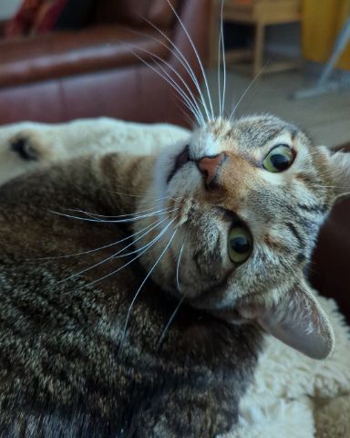Cute Brown Tabby Shorthair named Cheddar Biscuit