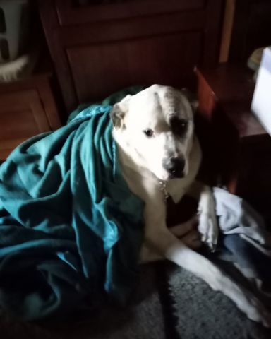 Cute Great Dane Mix named Ladybug