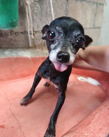 Cute Chihuahua named Balu