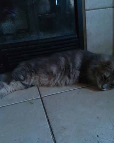 Cute Long Haired Tabby named Logan