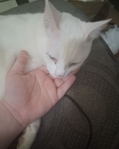 Cute cat named SnowStorm