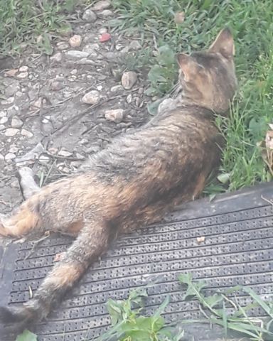 Cute calico tabby named pepper