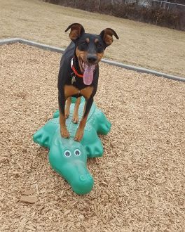 Cute Doberman Pinscher/Australian Shepherd named Dunn