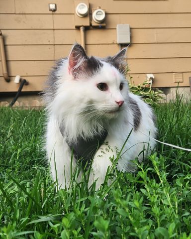 Cute Maine Coon/Ragdoll named Twinkie