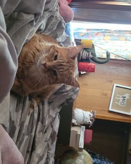 Cute orange named ducky