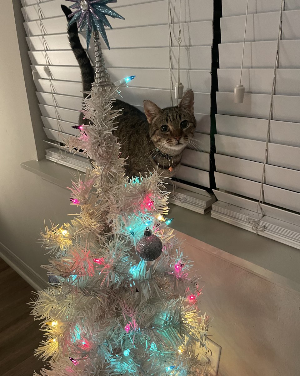 Cute cat named Luna