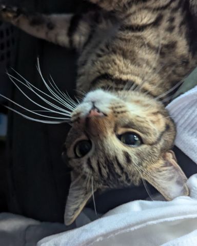 Cute Domestic shortage (aka a gray Tabby) named Luna