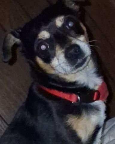 Cute Miniature pinscher named Turbo