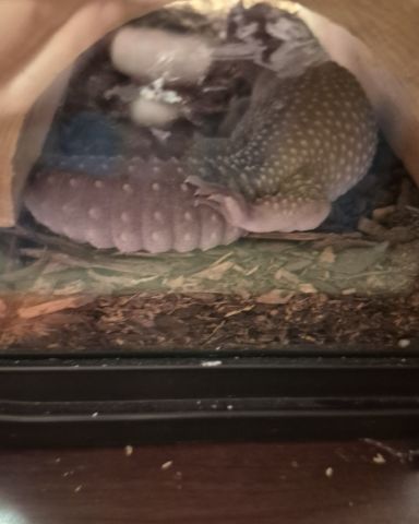 Cute blizzard lepord gecko named crystal