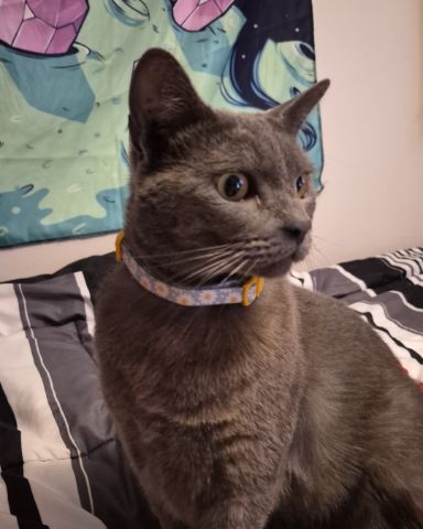 Cute blue russian named tinkerbell