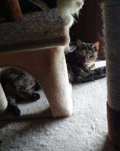 Cute cat named Gizmo