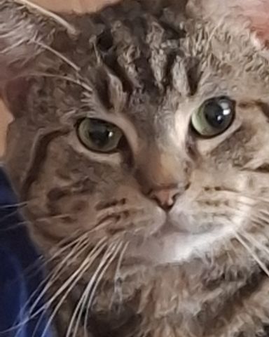 Cute taby named Hermes