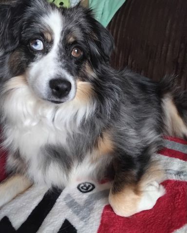 Cute Australian shepherd named Dixie 2