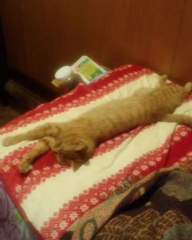 Cute tabby named Tiger