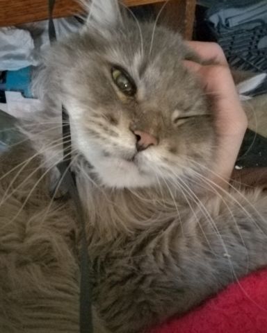 Cute cat named Ozzy