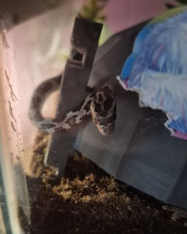Cute corn snake named ✨Powder✨
