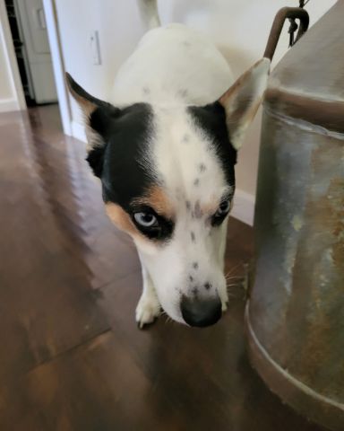 Cute 1/4 Chihuahua 3/4 Queensland healer named Billy
