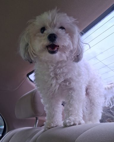 Cute dog named ✧Bella✮