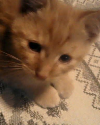 Cute tabby named Tiger