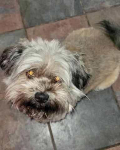 Cute pomeranian shih tzu named Coco