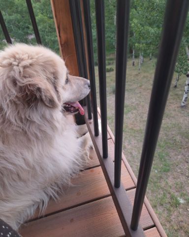 Cute Great Pyrenees named Magni