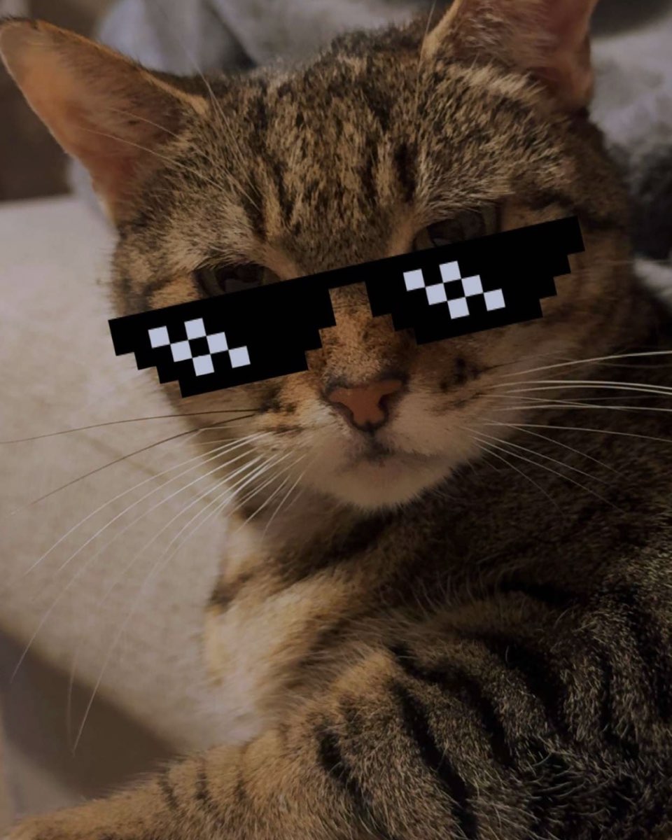 Cute cat named Luna