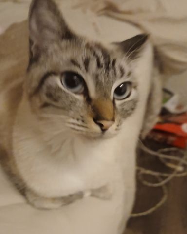 Cute Siamese lynx named Marie