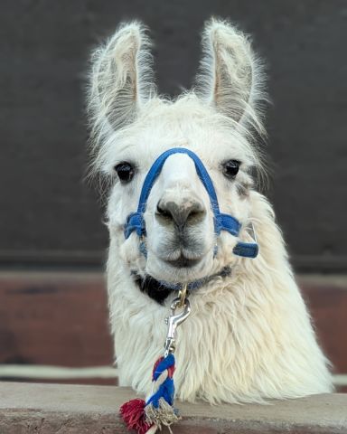 Cute Llama named Stanley