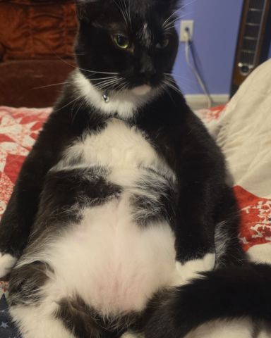 Cute Tuxedo cat named Mr.Pickles