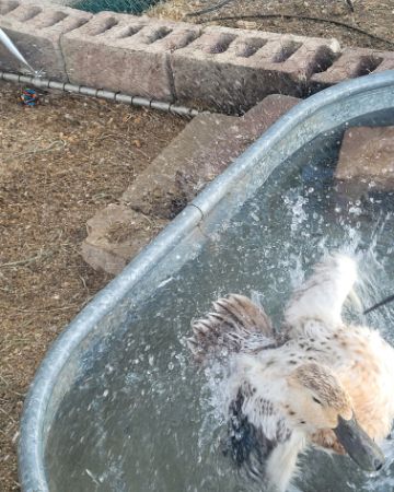 Cute bird named Della
