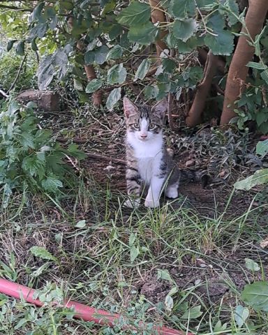 Cute cat named Sol