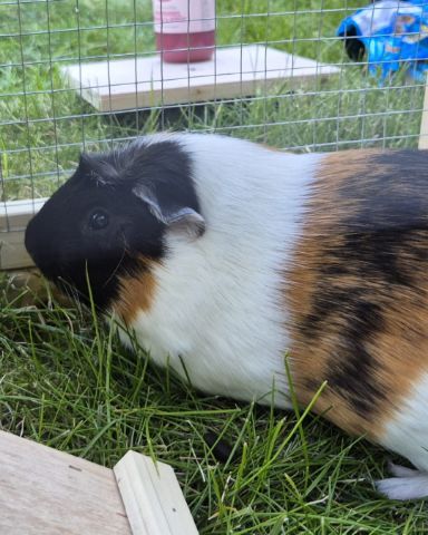 Cute Guinea Pig named Neo