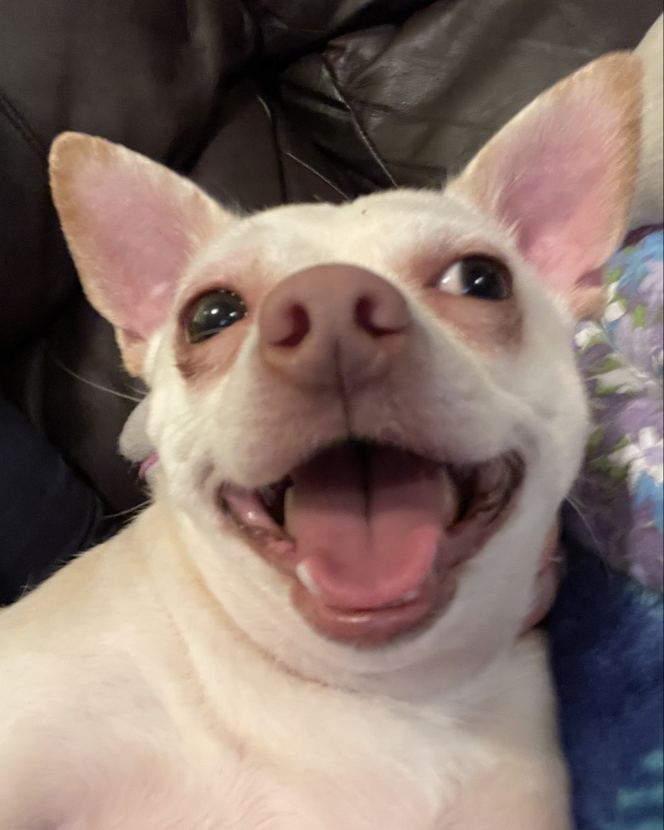 Cute Chihuahua named Happy Feet