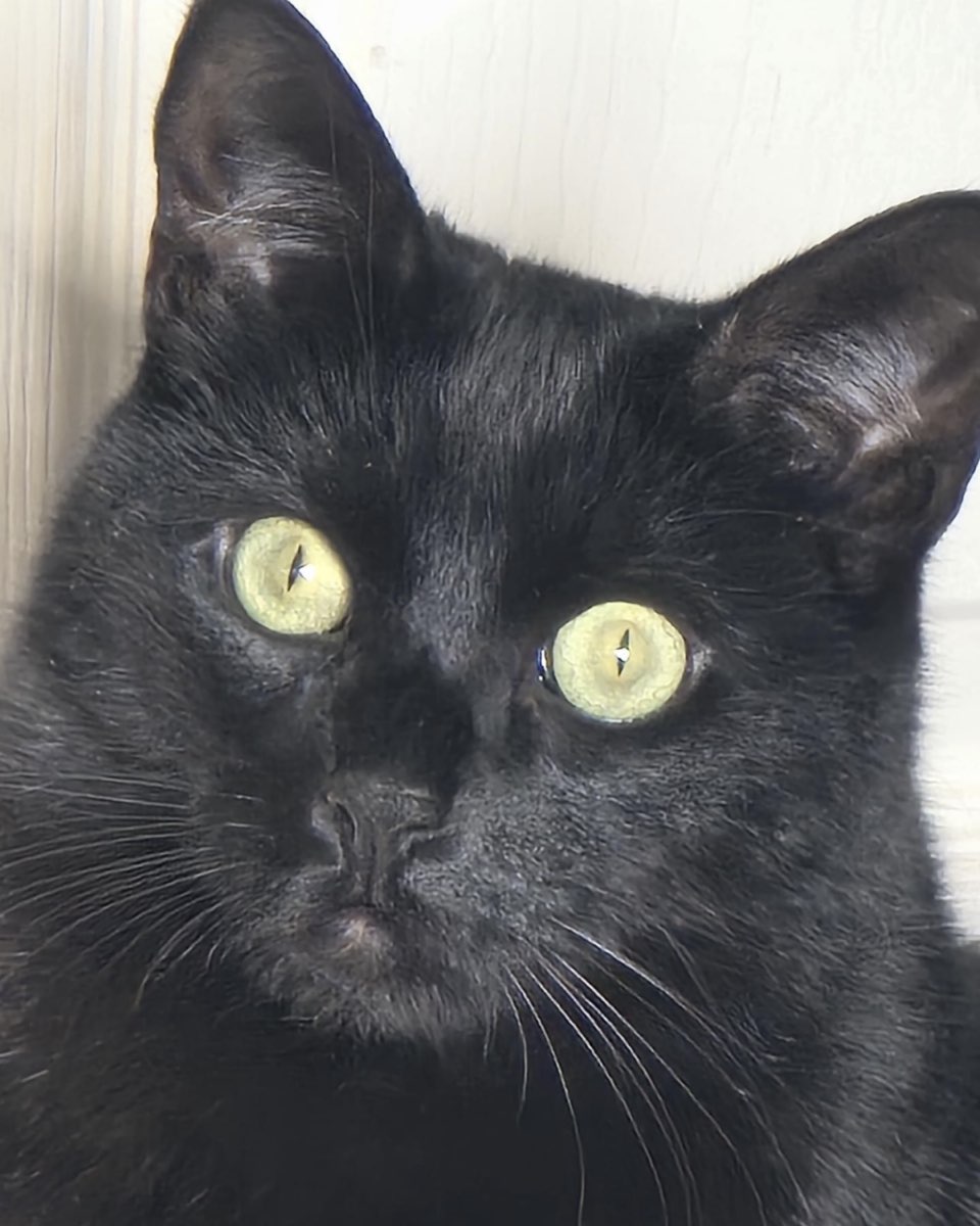 Cute Black Cat named Moonlight