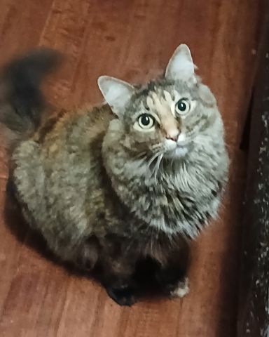 Cute tabby cat named goober