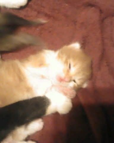 Cute cat named Lucky