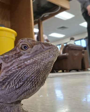 Cute reptile named Ragael