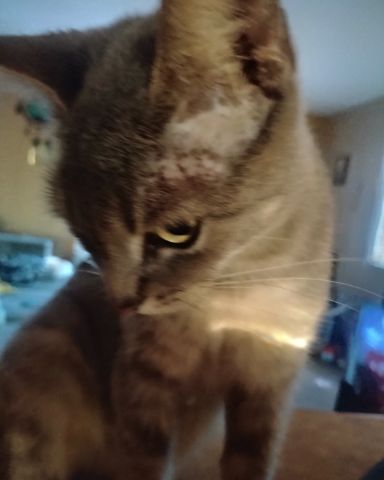 Cute cat named Bell