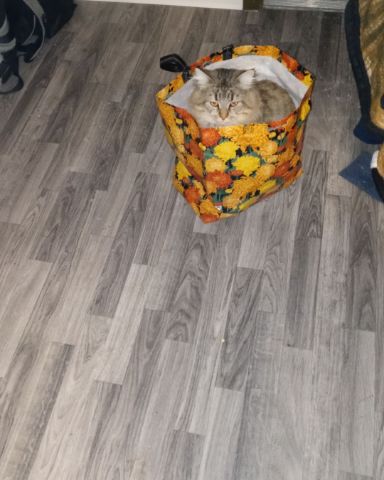 Cute MaineCoon Mix, Tabby named Booey; Baby Boy; Ka-Booey; Boo-Titters