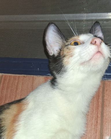 Cute Calico short hair named Leslie (Les)