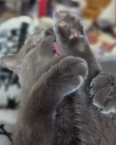 Cute cat named Chino