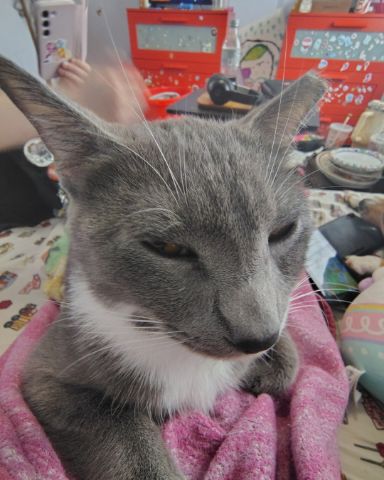 Cute domestic shorthair named Smokey!!