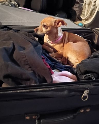 Cute deer head Chihuahua named Freya Goddess