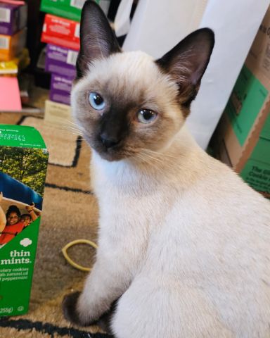 Cute Siamese named Luna🌙💫 (twin of Stella)