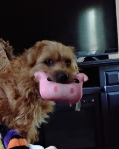 Cute mutt named dexter