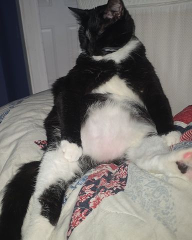 Cute Tuxedo cat named Mr.Pickles