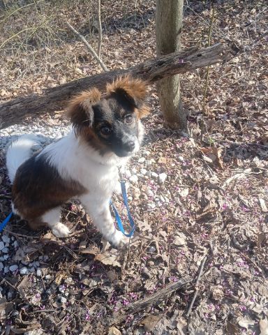 Cute mutt named Lucy