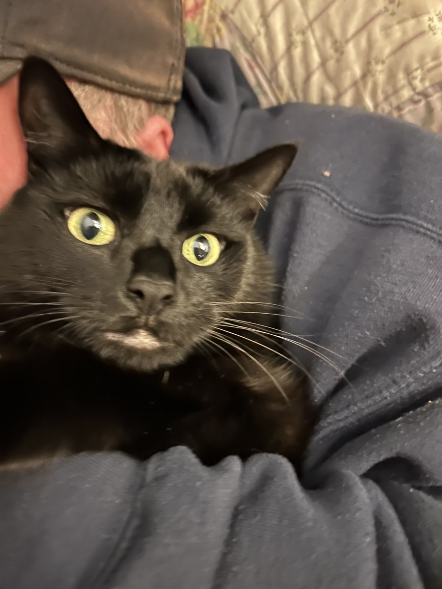 Cute Black Cat named Moonlight